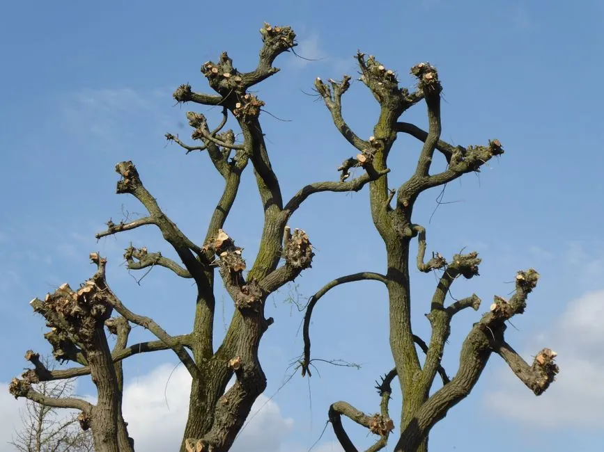 Elagage et taille d'arbre